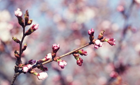 Sakura in the spring garden. Pink flowers.の写真素材