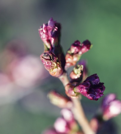 Sakura in the spring garden. Pink flowers.の写真素材