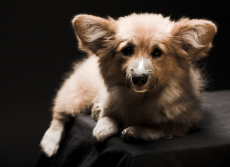 Puppyの写真素材