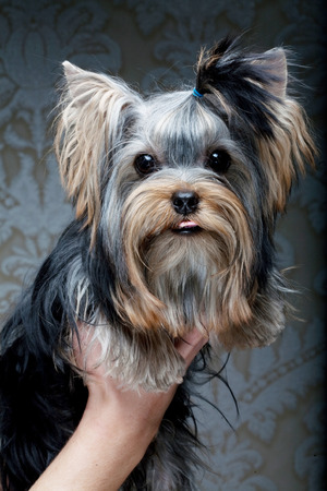 Cute Yorkshire Terrier Puppyの写真素材