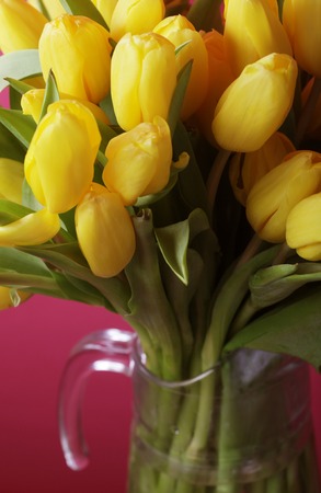 yellow tulip flowers in glass vase over pink  backgroundの写真素材