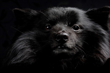 black dogの写真素材