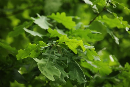 fresh and green leaves, spring dayの写真素材