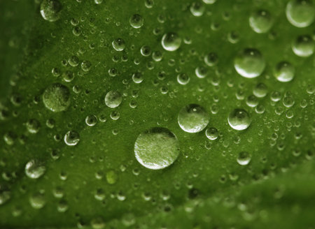 Green leaf with water drops, macro