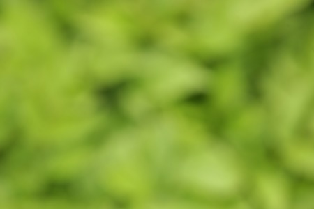 Blur of grass texture for backgroundの写真素材