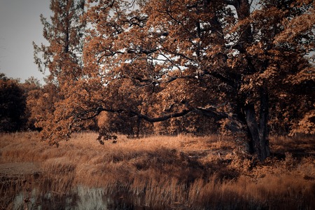 autumn landscape, near  river, warm tonesの写真素材