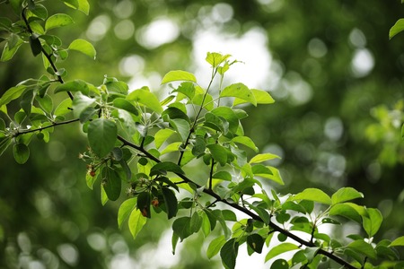 fresh and green leaves, spring dayの写真素材