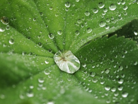 Green leaf with water drops, macroの写真素材