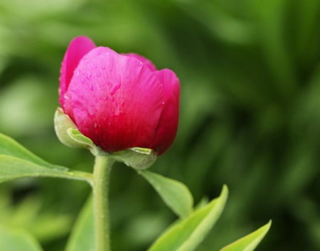 flowers in the garden, spring dayの写真素材