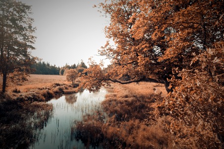 autumn landscape, near  river, warm tonesの写真素材
