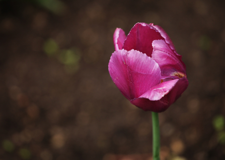 tulips in the gardenの写真素材