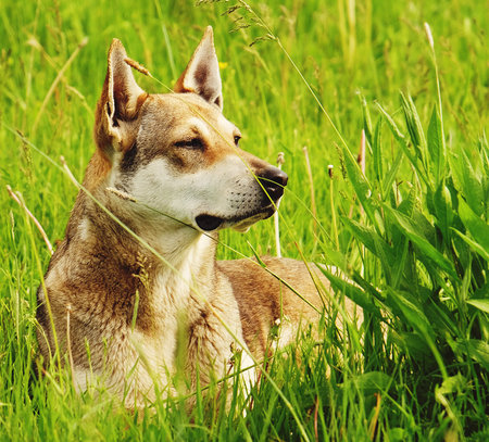 Dog on the grass