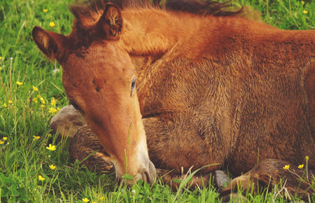 A horse on the grass, summer timeの写真素材