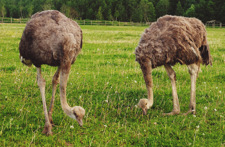 Two ostriches on green grass in summerの写真素材