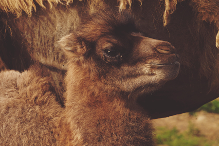 A baby camel next to its motherの写真素材