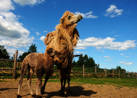 Mother camel with baby, outdoorの写真素材