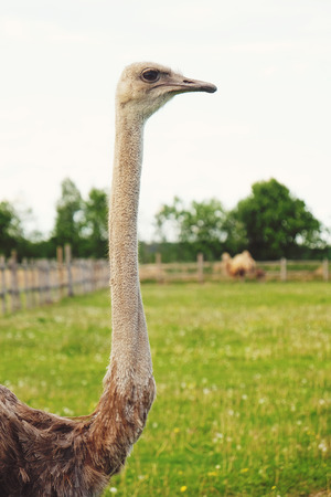 ostrich on grass, summer timeの写真素材
