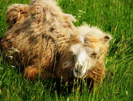 Camel chewing food with open mouth lying isolated on green grassの写真素材