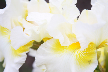 White Iris in a gardenの写真素材