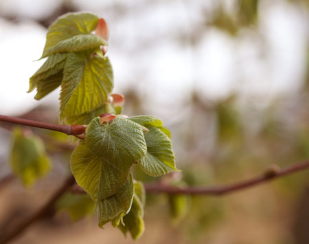 Close-up leaves and branches