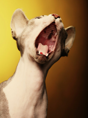 Cute  Sphynx on yellow background