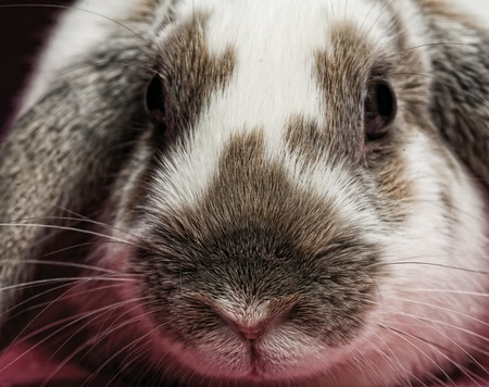 Hands holding a bunny on pink  backgroundの写真素材
