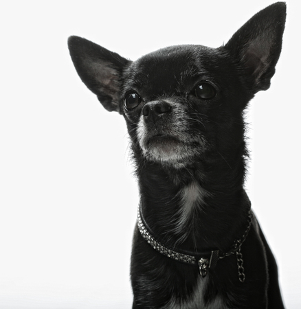 little black puppy terrierの写真素材