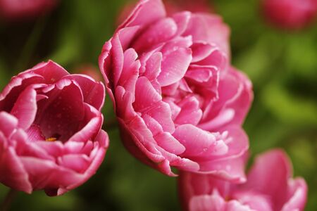 beautiful pink peony flowers in full bloom in the garden in springの写真素材
