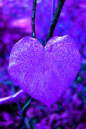 purple Heart,fozon on leaf purple Heartの写真素材