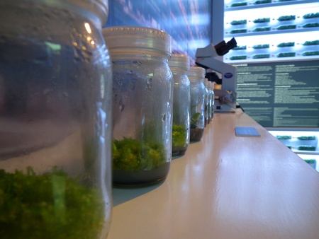 Orchid Tissue Cultureのeditorial素材