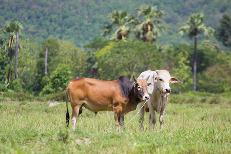 2 Cows in the fieldの写真素材