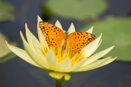 Butterfly on Lotusの写真素材
