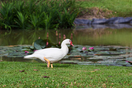 White duck walking near the pond.の写真素材