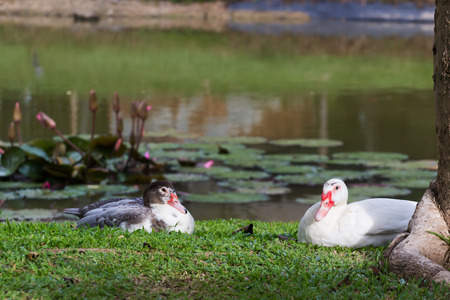 White duck  near the pond.の写真素材