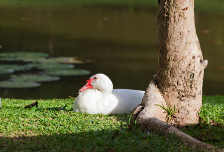 White duck  near the pond.の写真素材