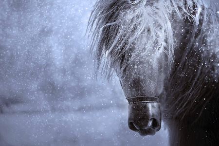 Pony horse portrait in a snowfall in black and whiteの写真素材