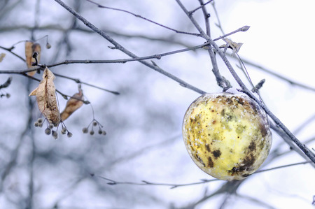 Apple on a tree branch in early winterの写真素材