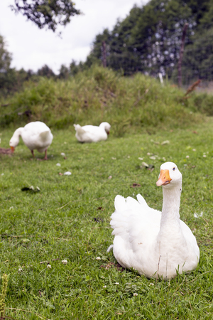 White geese on green fieldの写真素材