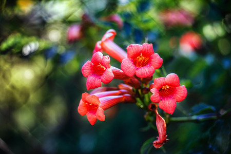 Campsis radicans flowers (trumpet vine or trumpet creeper) also known in North America as cow itch vine or hummingbird vine, in Romania as Trambita, Luleaua turcului.の写真素材