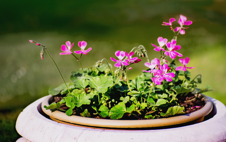 Pink geranium flowers in a big potの写真素材