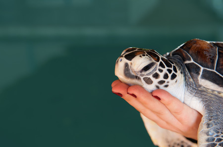 Sea turtle on a womanâs hand in a green water backgroundの写真素材