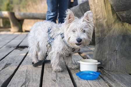 White terrier on a wooden trail after dinner on sunny spring dayの写真素材