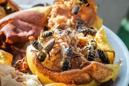 Bees and hornets eating ripe pears. Close view.
