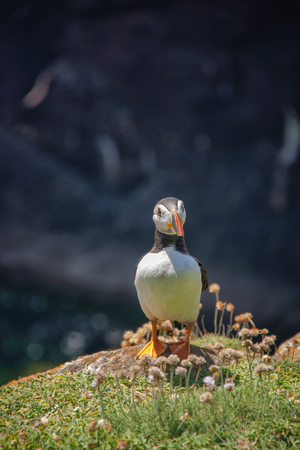 Close view of a  puffin on a rock  on sunny day in Saltee Islands. Ireland.の写真素材