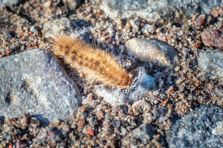 Orange grub on a ground. Close up. Macro.