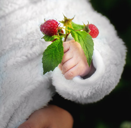 Baby hand with natural rasberries and green leaves. Close up.の写真素材