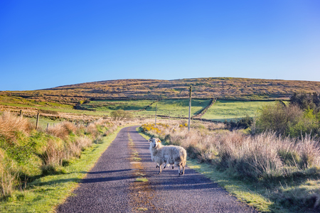 Landscape with sheeps on the road in a county Cork. Ireland.の写真素材