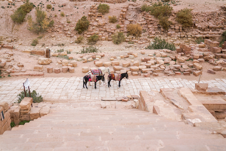 Three donkeys near Brown University Excavation stone stairs, Great Temple, Petra archaeological park,  Jordanの写真素材