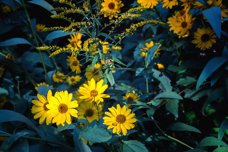 Arnica flowers blossoms in autumn. Close view.の写真素材