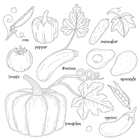 Set of hand drawn vegetables.のイラスト素材